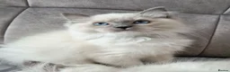 Ragdoll cats for sale: TICA registered ragdoll kittens  - Advert 11