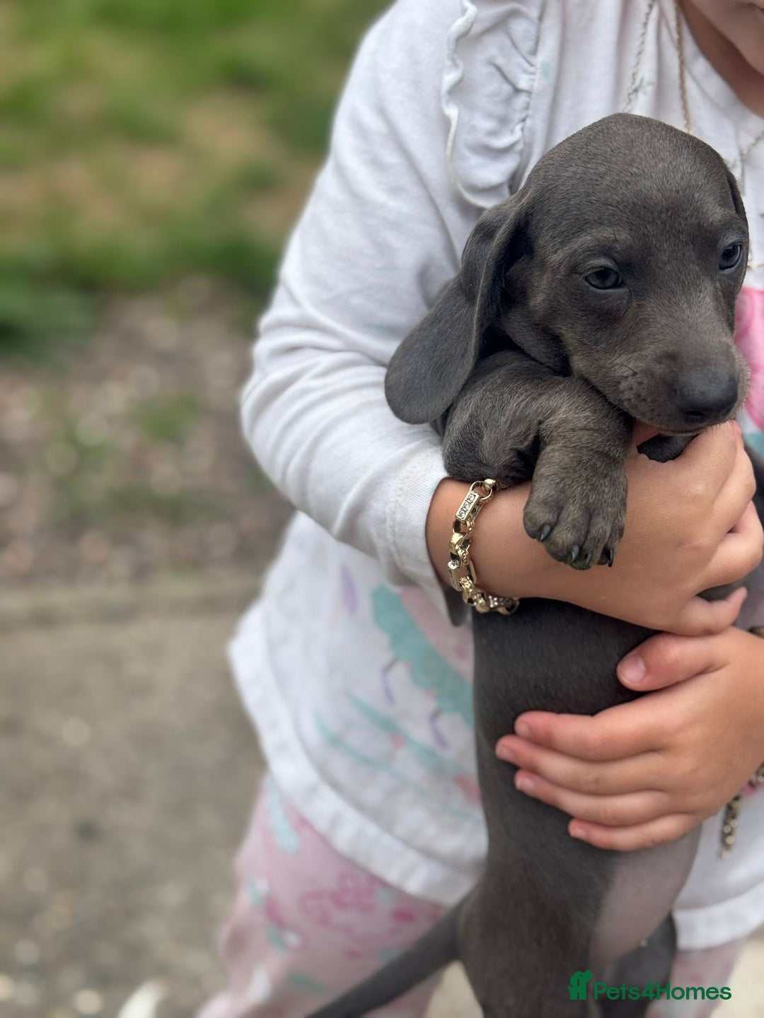 Dachshund dogs for sale: Isabella blue dachshund puppies  - Image 6