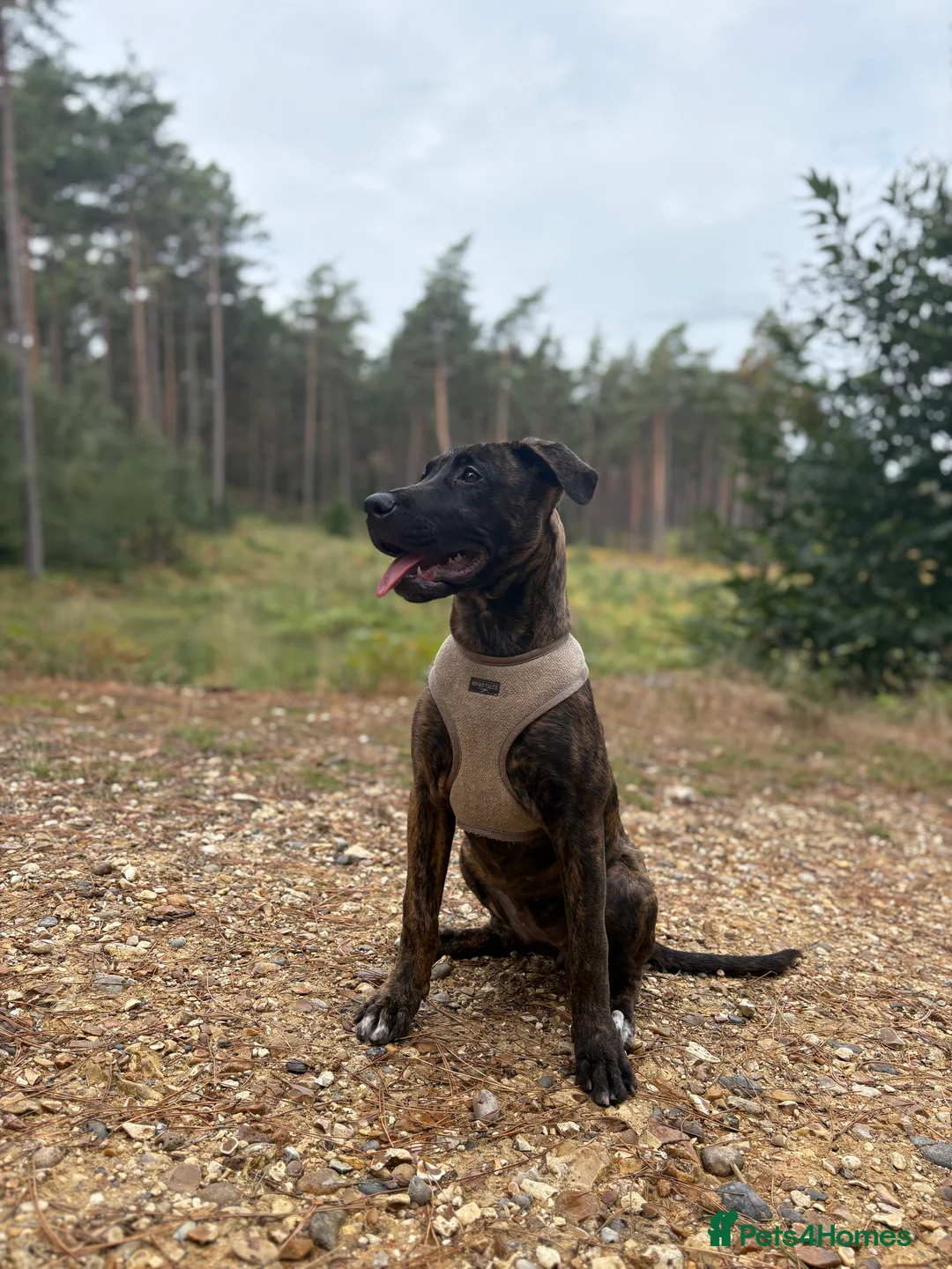 Mixed Breed dogs for sale: Cali- our beautiful lady needs a home  - Advert 3