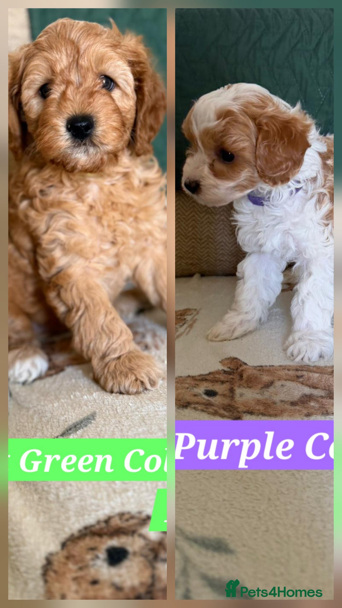 Cavapoo dogs A beautiful litter of Cavapoos - Advert 1