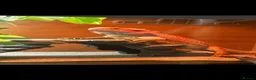 Bearded Dragon reptiles for sale: Reggie - Bearded Dragon  - Advert 1