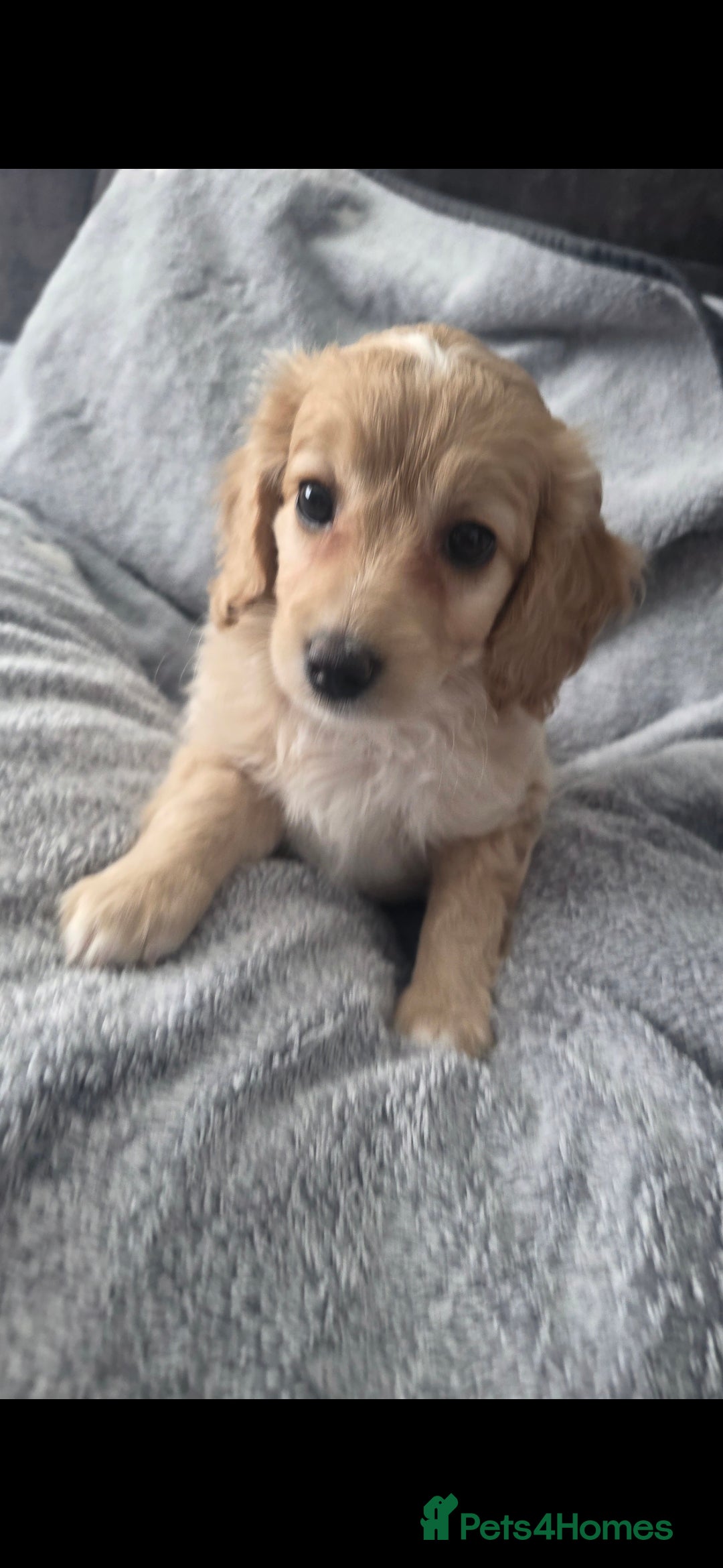 Cockapoo dogs for sale: BEAUTIFUL F1B COCKAPOO BABBIES  - Image 15