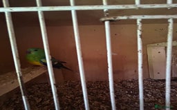 Conures birds for sale: Conures  - Image 8