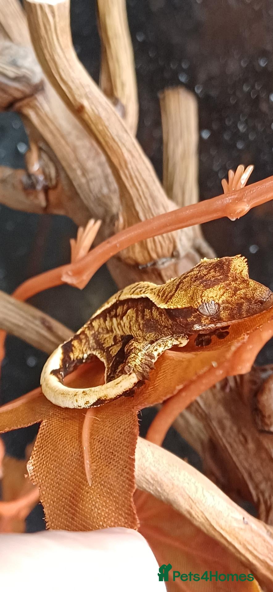 Gecko reptiles Baby Crested Geckos!! - Advert 8