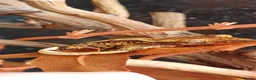 Gecko reptiles for sale: Baby Crested Geckos!! - Advert 14