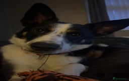 Mixed Breed dogs for sale: Lovely boy  - Image 1