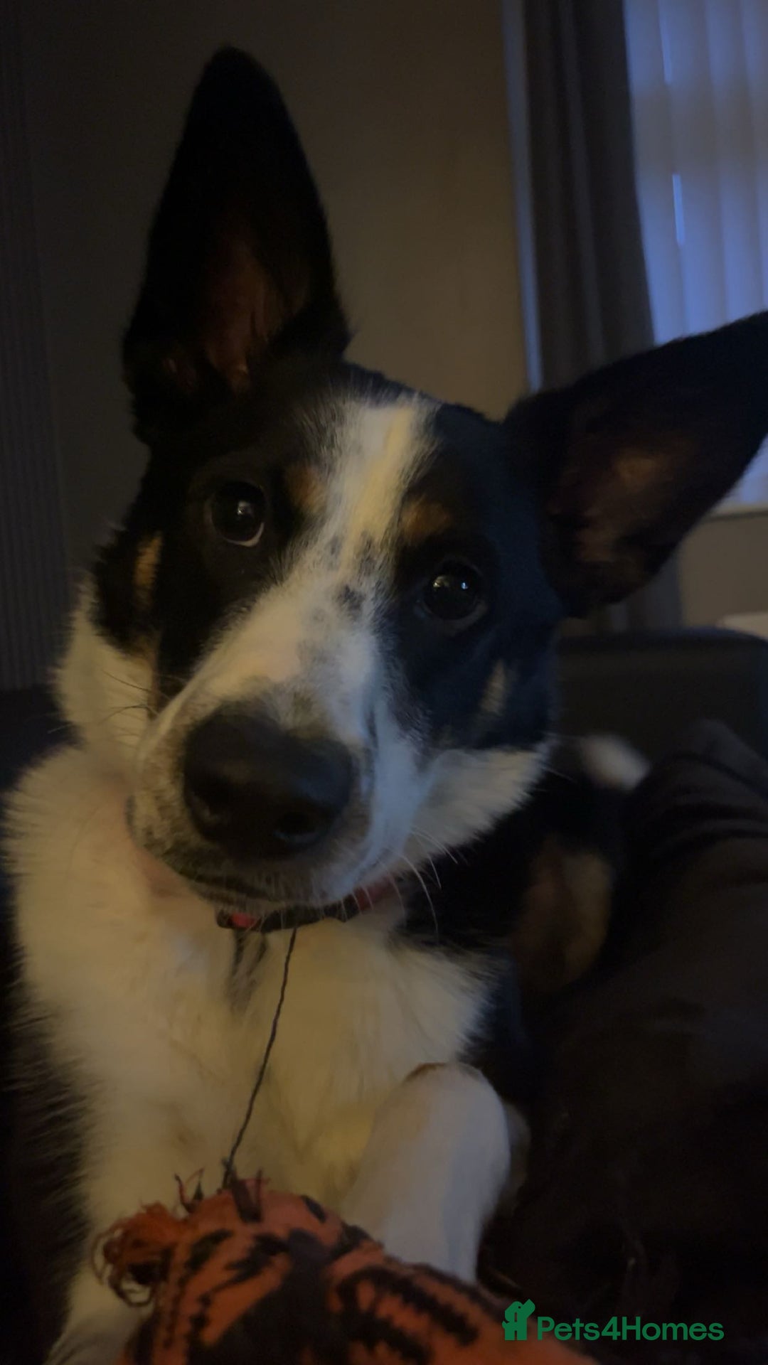 Mixed Breed dogs for sale: Lovely boy  - Image 1