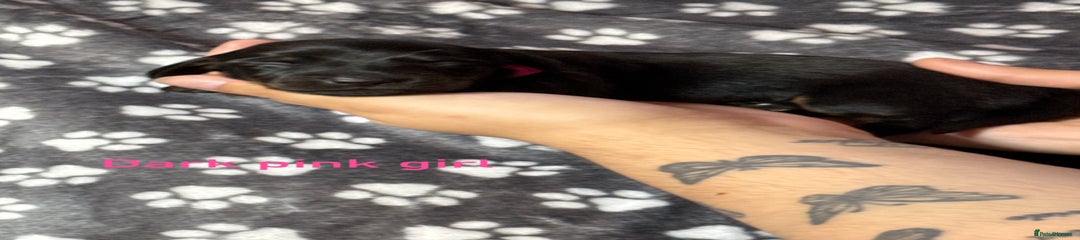 Black and tan girl - dark pink