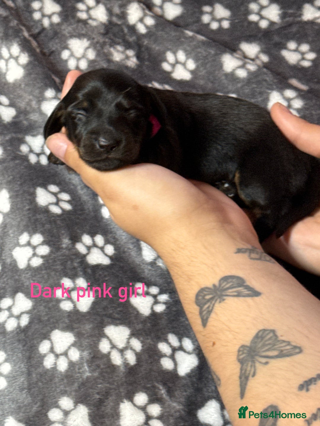 Miniature Dachshund dogs for sale: 7 beautiful miniature dachshund puppies for sale - Image 16
