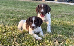 English Springer Spaniel dogs for sale: Ready to go Male KC Registered ESS Puppies  - Image 1