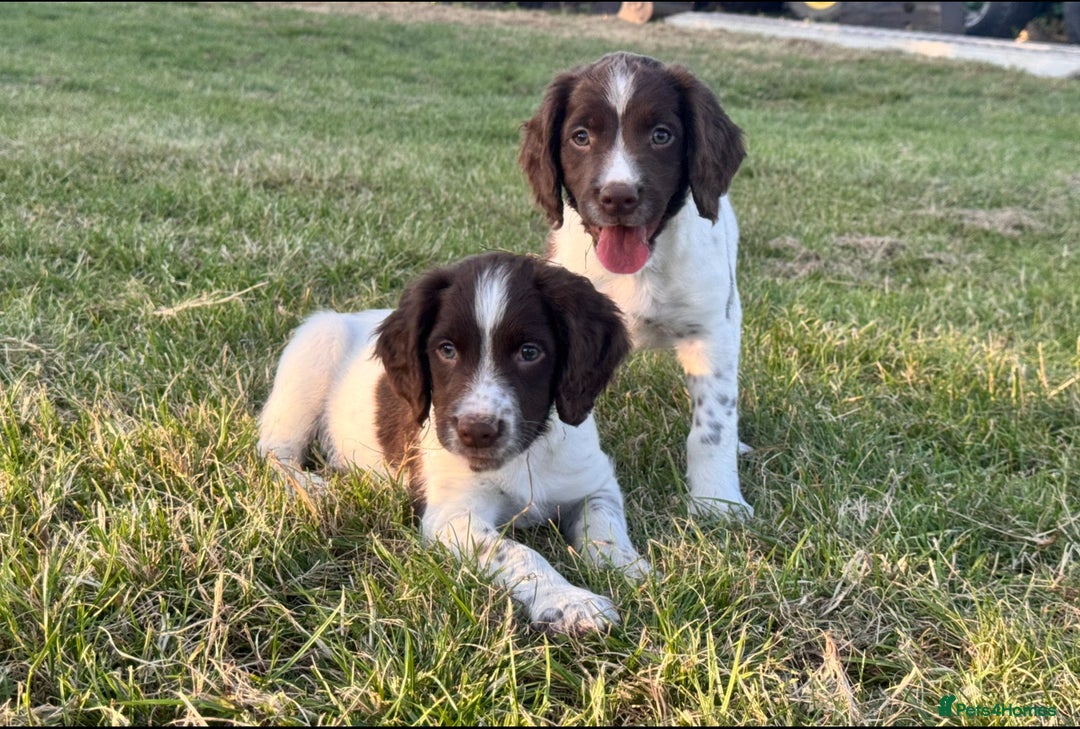 English Springer Spaniel dogs for sale: Ready to go Male KC Registered ESS Puppies  - Image 1