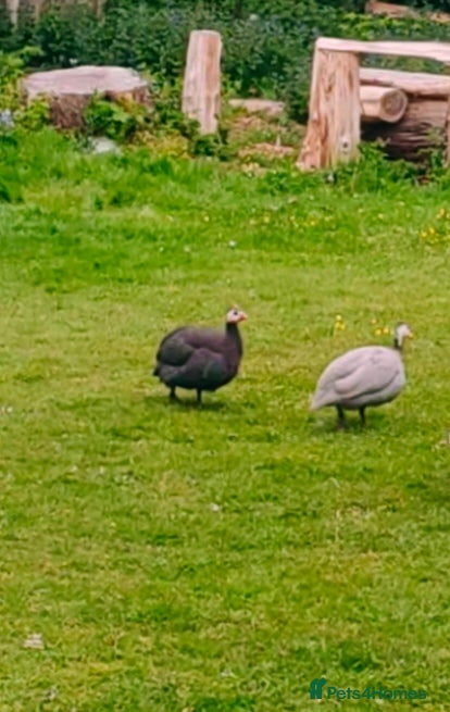 Guinea Fowl poultry Point of lay Guinea fowl for rehome  - Advert 4