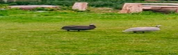 Guinea Fowl poultry for sale: Point of lay Guinea fowl for rehome  in Birmingham - Advert 1