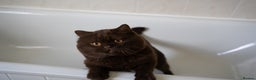 British Shorthair cats for stud: Lilac & Chocolate males  for stud service  in Greenhithe - Advert 2