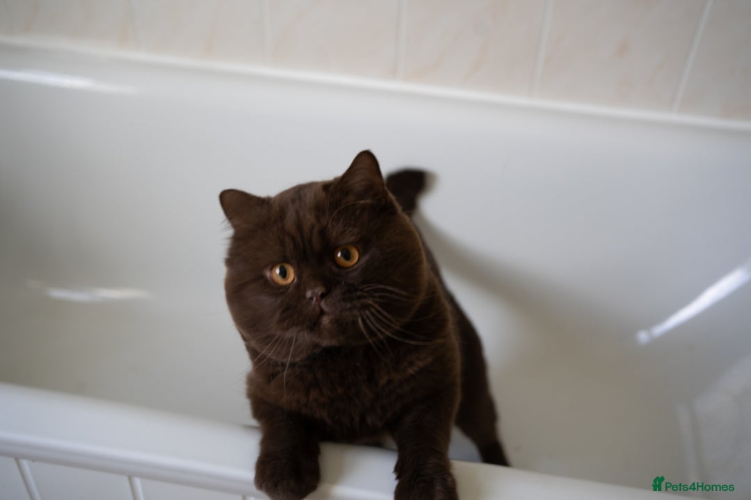 British Shorthair cats for stud: Lilac & Chocolate males  for stud service  in Greenhithe - Advert 2