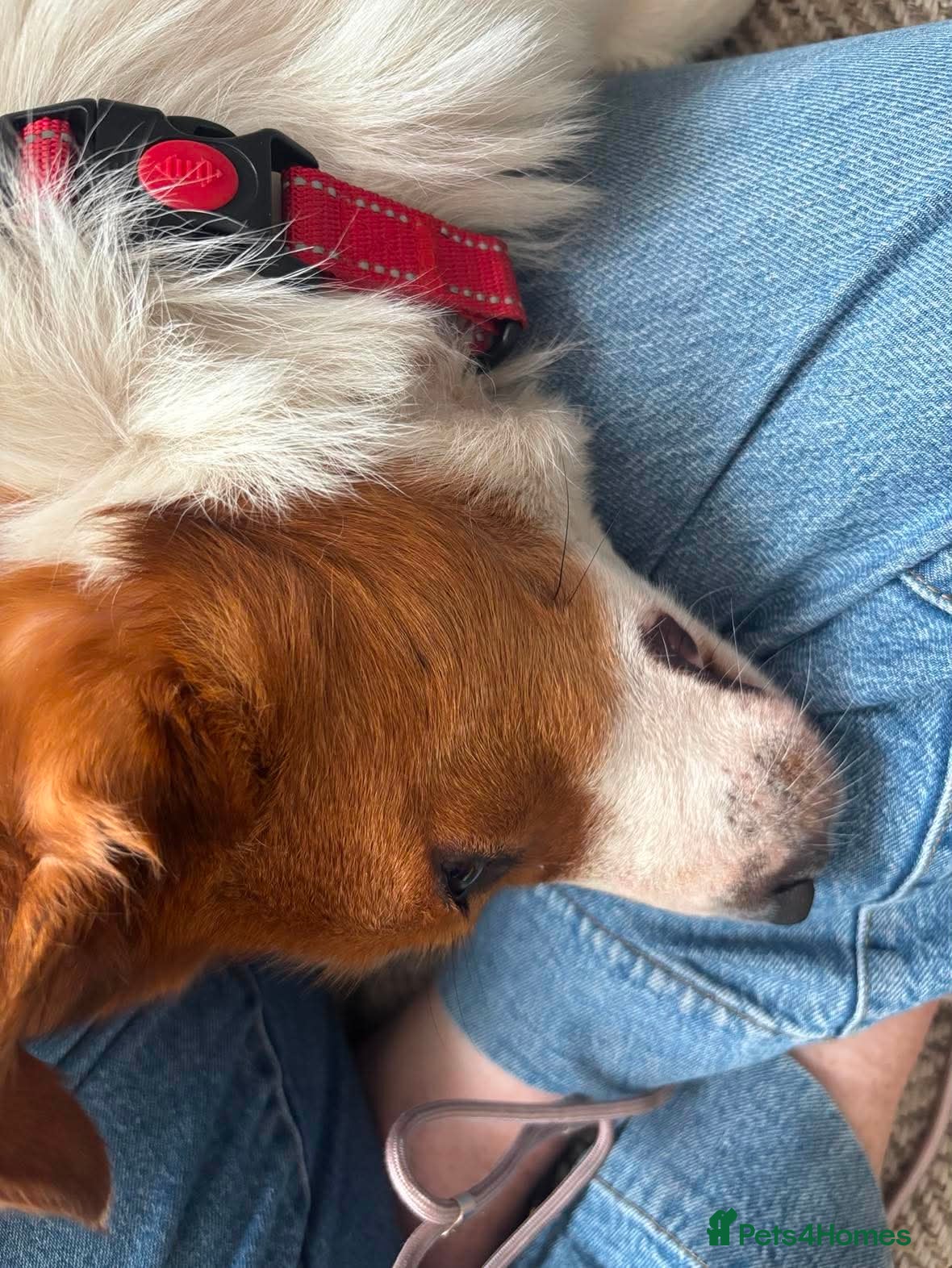 Mixed Breed dogs for adoption: Gregory for adoption in Leigh-on-Sea - Advert 2