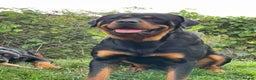 Rottweiler dogs for sale: Chunky Rottweiler puppies! - Advert 2