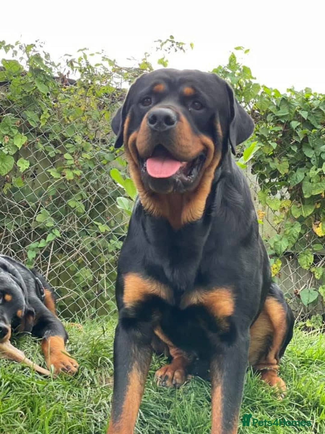 Rottweiler dogs for sale: Chunky Rottweiler puppies! - Advert 2