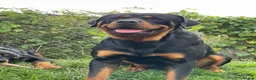 Rottweiler dogs for sale: Chunky Rottweiler puppies! - Advert 2