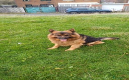German Shepherd dogs for sale: Long-haired, chubby German Sheperd puppies! - Image 7