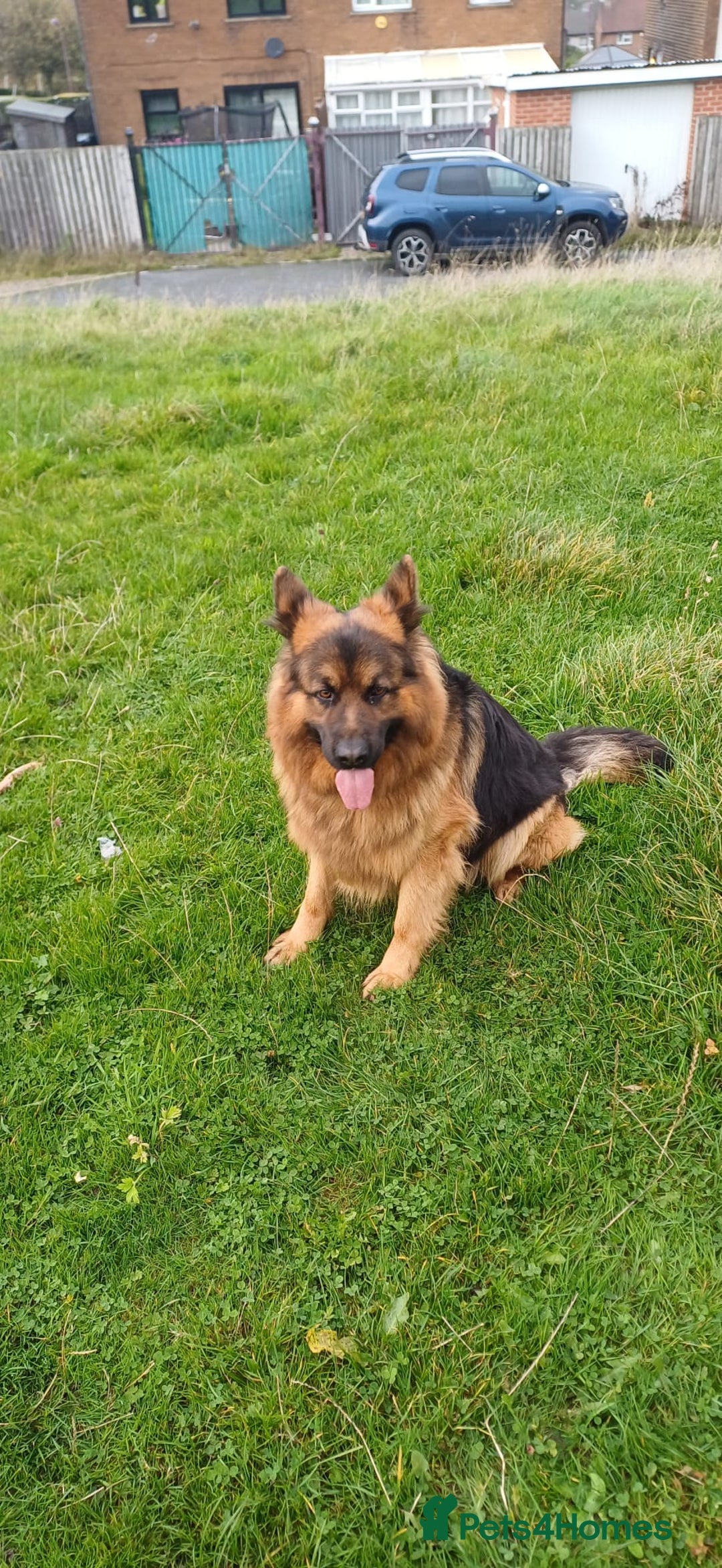 German Shepherd dogs for sale: Long-haired, chubby German Sheperd puppies! - Image 7