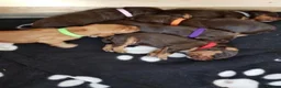 Cocker Spaniel dogs for stud: KC fully health tested working cocker spaniel  - Advert 3
