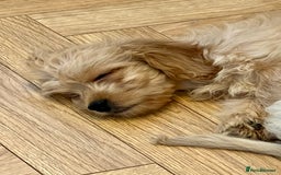 Mixed Breed dogs for sale: Adorable Maltipoo x Cockapoo puppies - Image 3