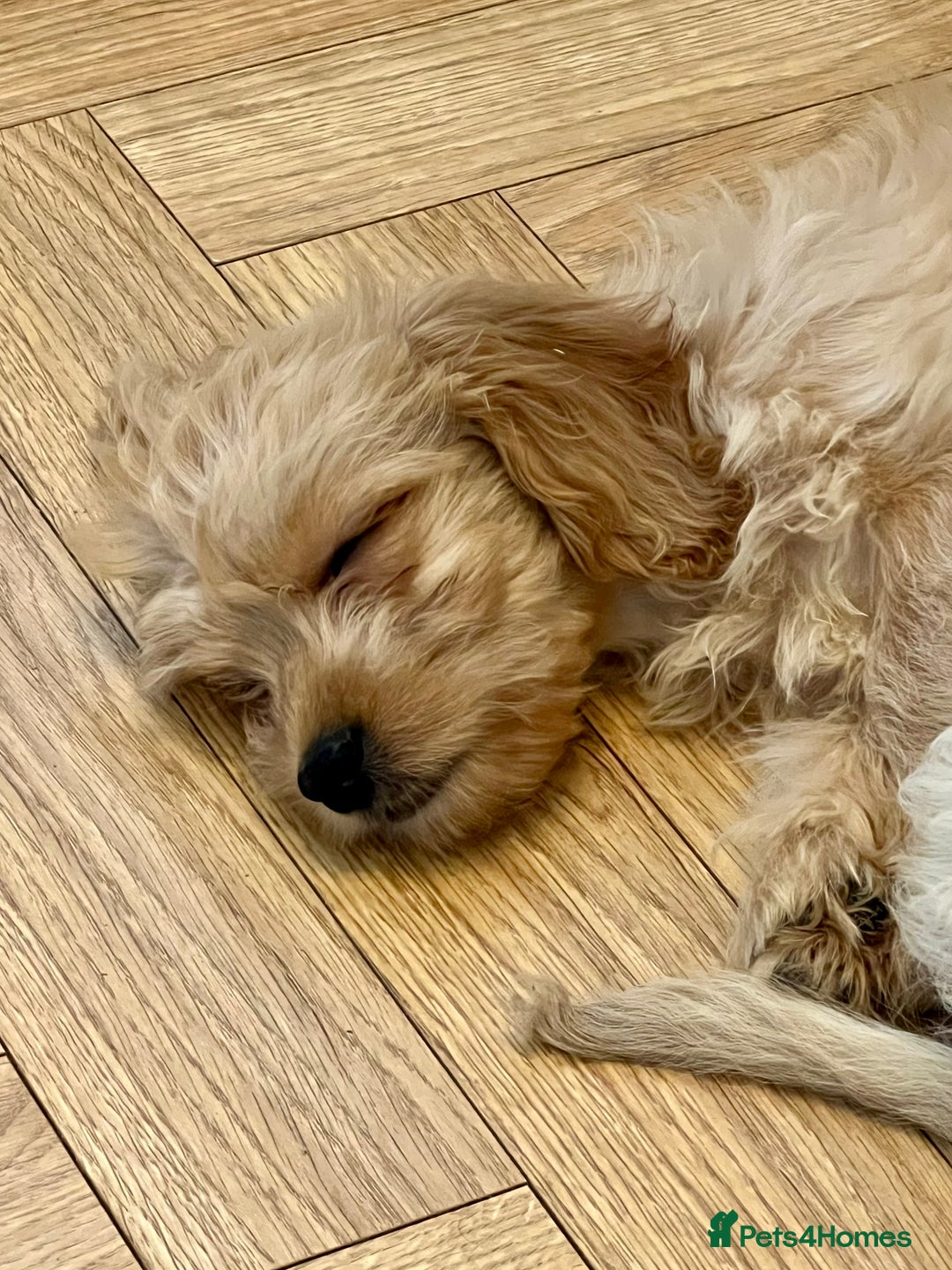 Mixed Breed dogs for sale: Adorable Maltipoo x Cockapoo puppies - Image 3