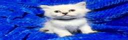 Siberian cats for sale: 💎💎GCCF Siberian Neva Masquerade Kittens💎💎 - Advert 2