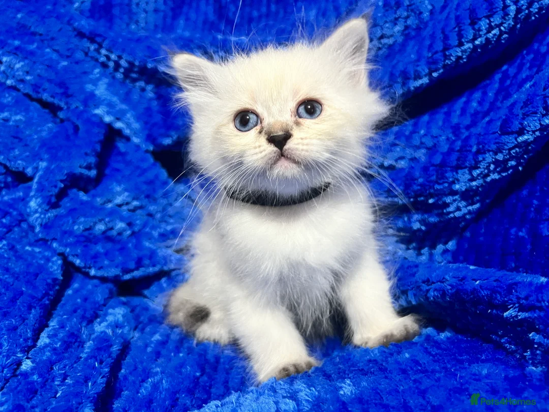 Siberian cats for sale: 💎💎GCCF Siberian Neva Masquerade Kittens💎💎 - Advert 2