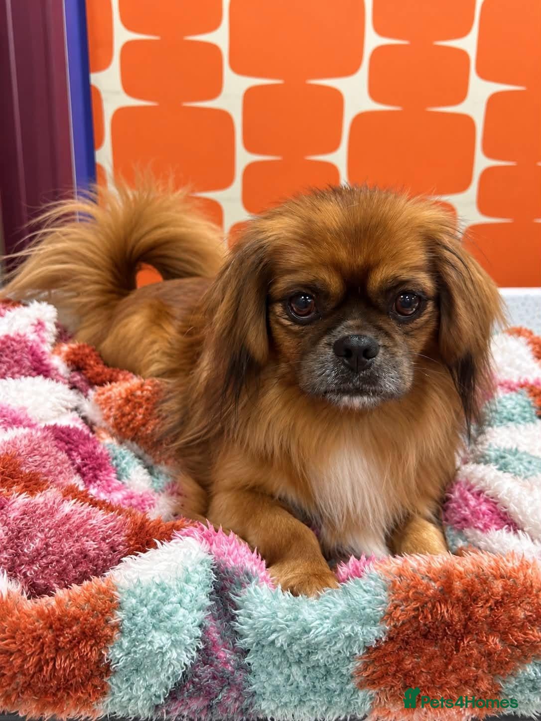 Mixed Breed dogs Pongo - In Ayr Looking for a Home  - Advert 1