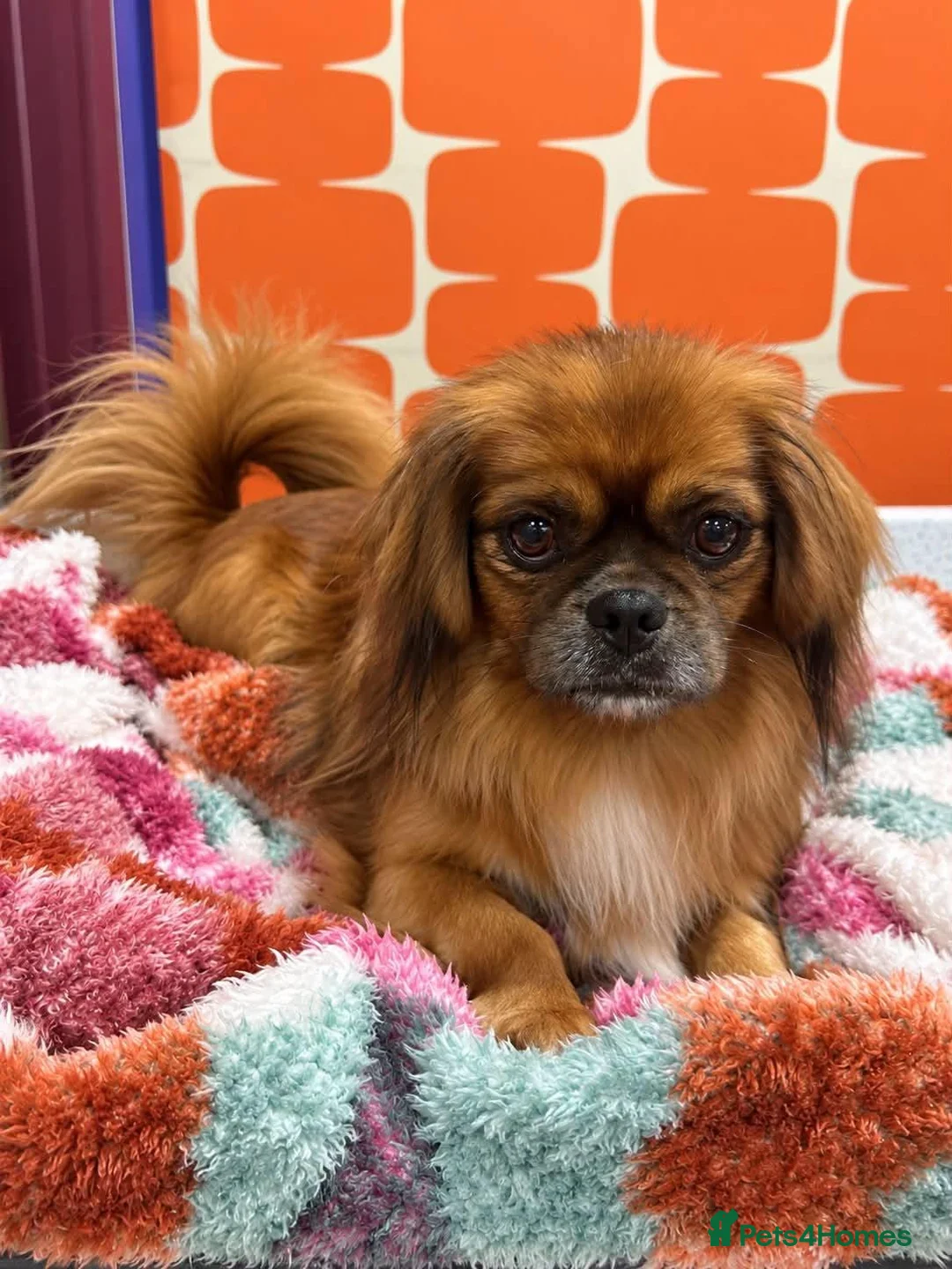 Mixed Breed dogs for adoption: Pongo - In Ayr Looking for a Home  - Advert 1