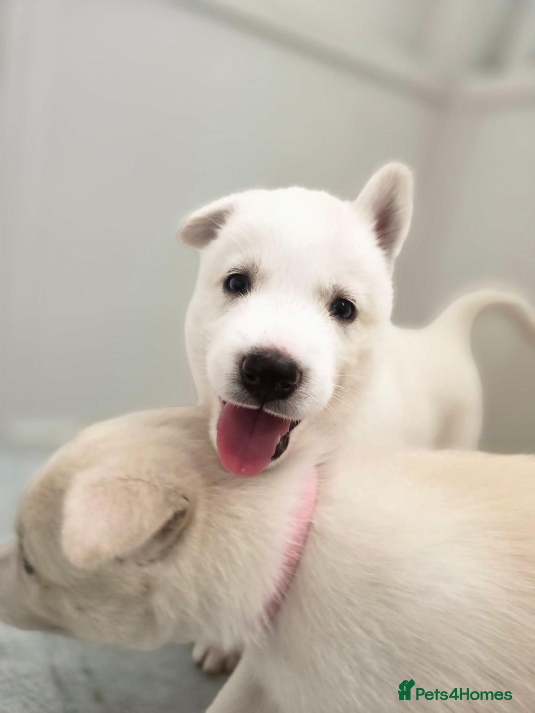 Siberian Husky dogs for sale: Stunning Pure siberian husky pups - Image 19