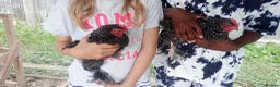 Chickens poultry for sale: 6 Very Tame Bantam Cockerels   - Advert 3