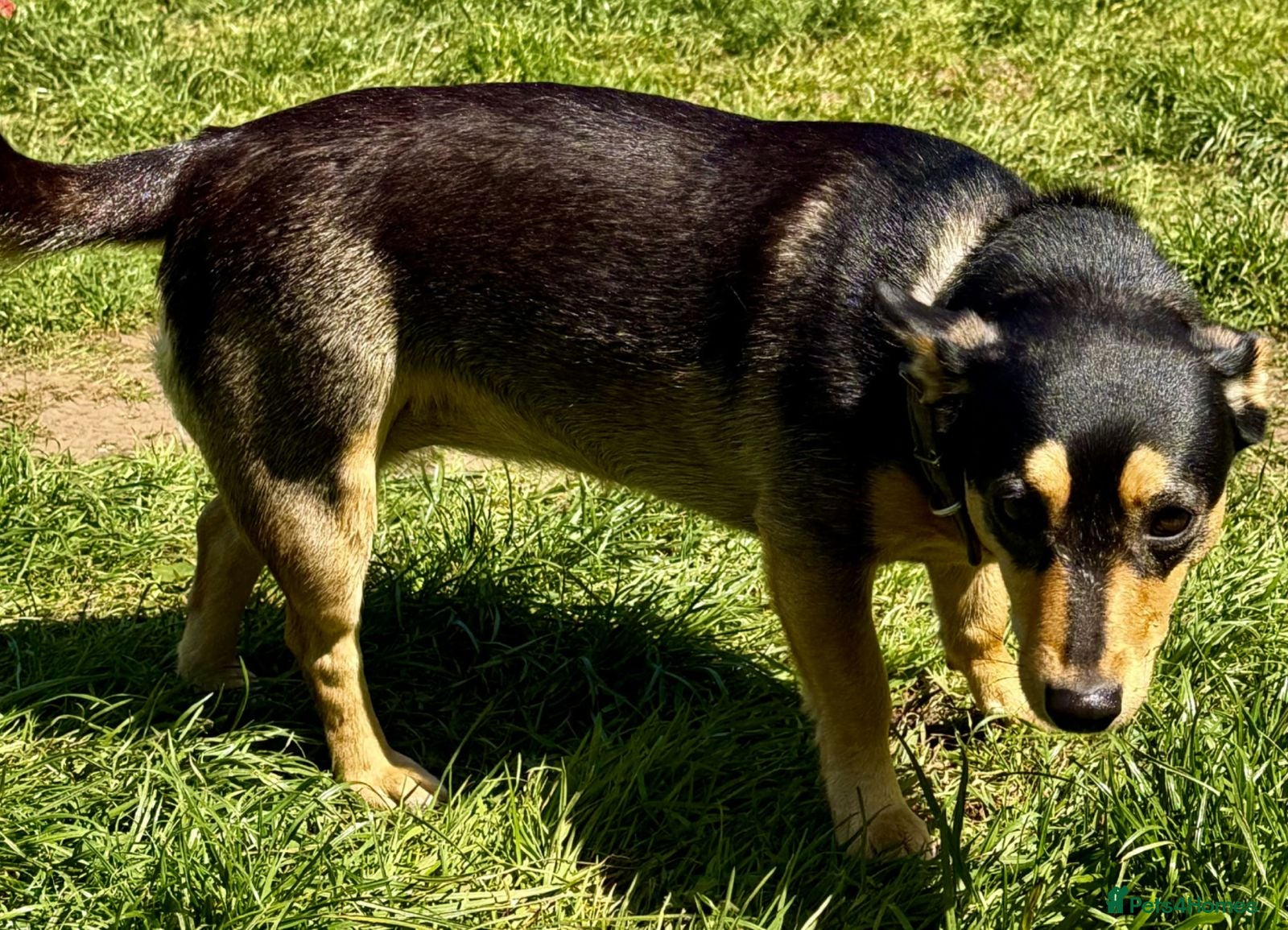 German Shepherd dogs Elza- German Shepherd miniature - Advert 2