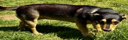 German Shepherd dogs for sale: Elza- German Shepherd miniature - Advert 1