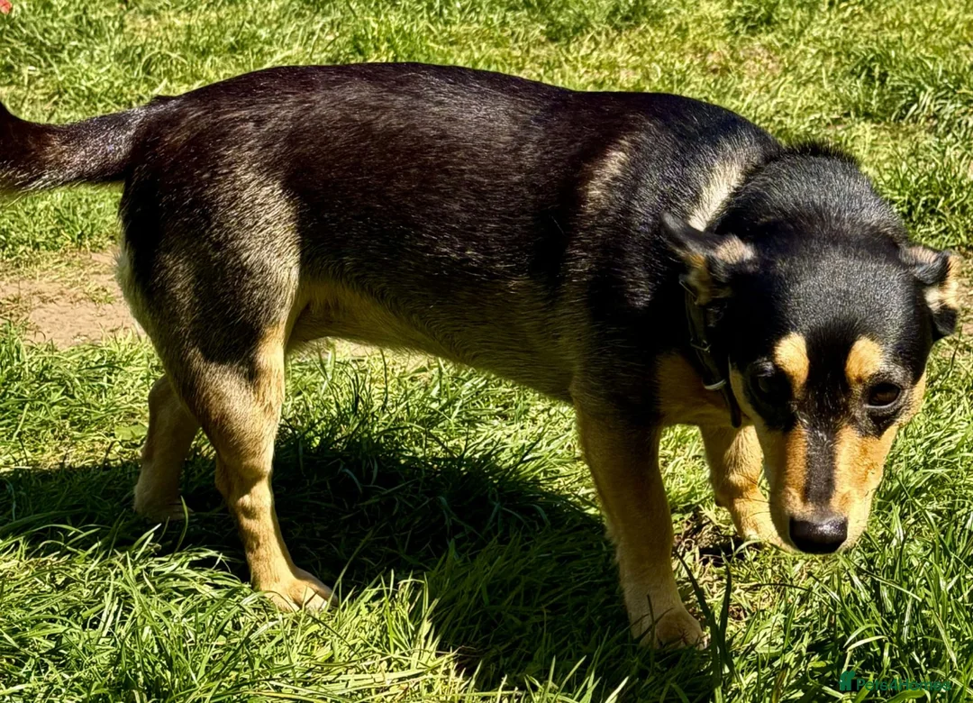German Shepherd dogs for sale: Elza- German Shepherd miniature - Advert 1