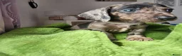 Dachshund dogs for sale: Miniture Dashshunds READY TO RESERVE - Advert 35