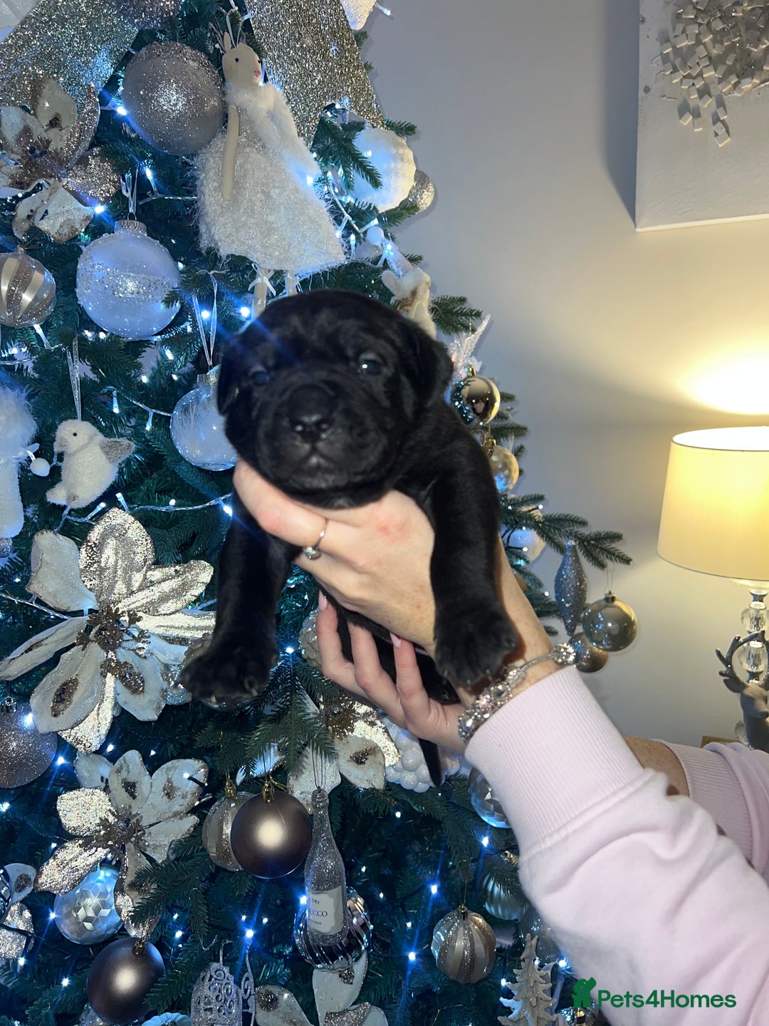 Cane Corso dogs for sale: Chunky cane corso boy pups - Advert 11