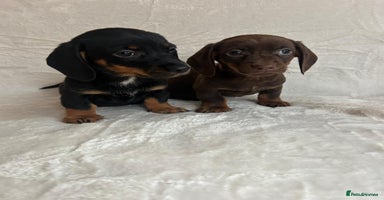 Miniature Dachshund dogs - Advert 2