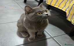 Mixed Breed cats for sale: British Short hair mixed breeds  - Advert 2