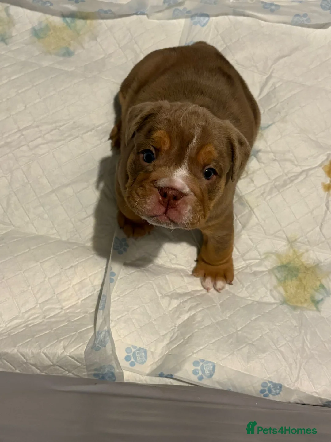 English Bulldog dogs for sale: English Bulldog puppies  - Advert 5