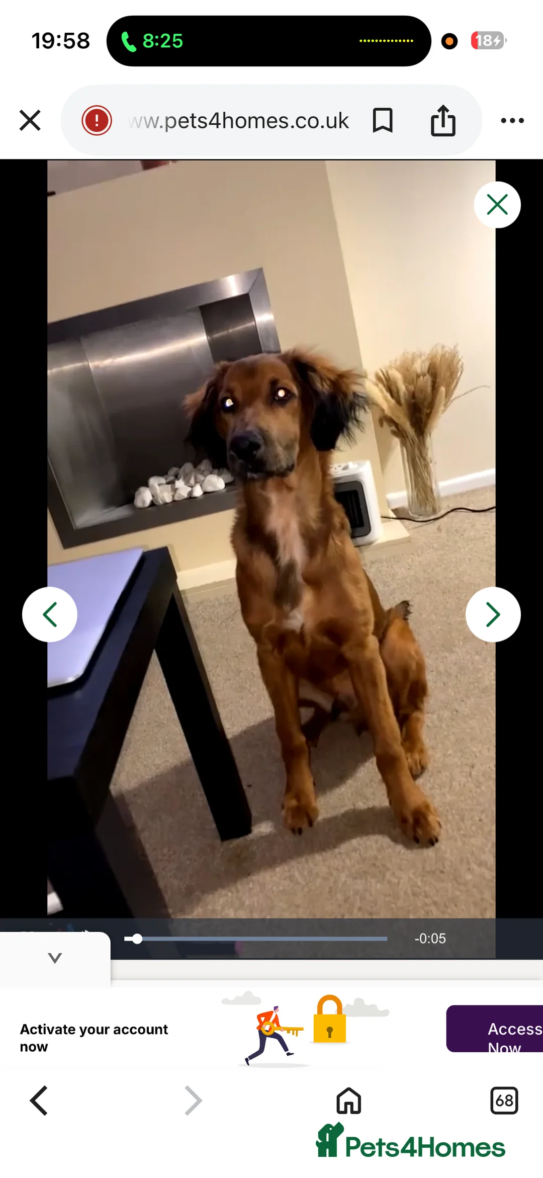 Mixed Breed dogs for sale: Dexter 7 Month Lurcher/Spaniel Mix - Advert 3