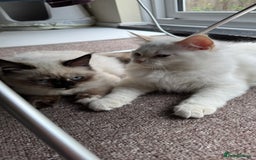 Ragdoll cats for sale: Balinese/ragdoll mix kittens  - Image 1