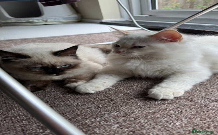 Ragdoll cats - Advert 2