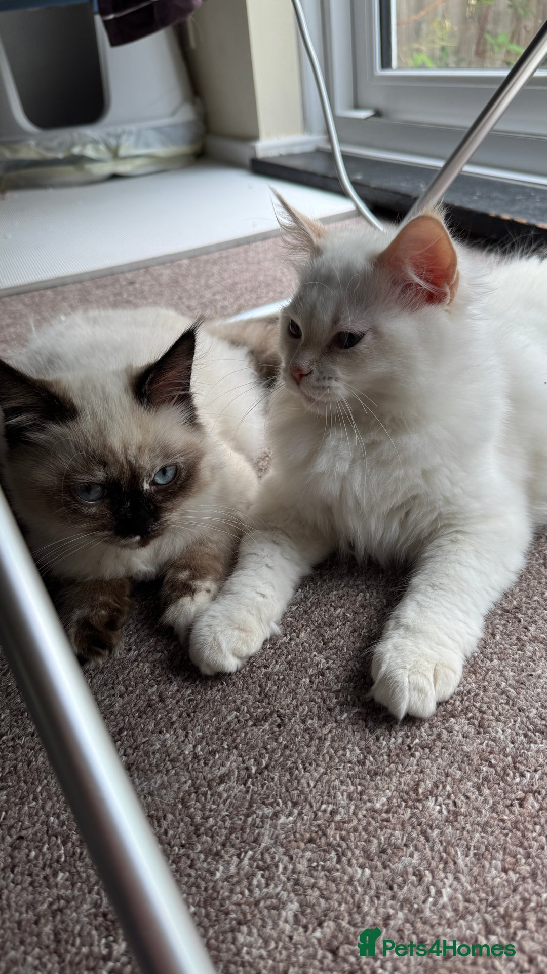 Ragdoll cats for sale: Balinese/ragdoll mix kittens  - Image 1