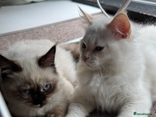 Ragdoll cats - Advert 26