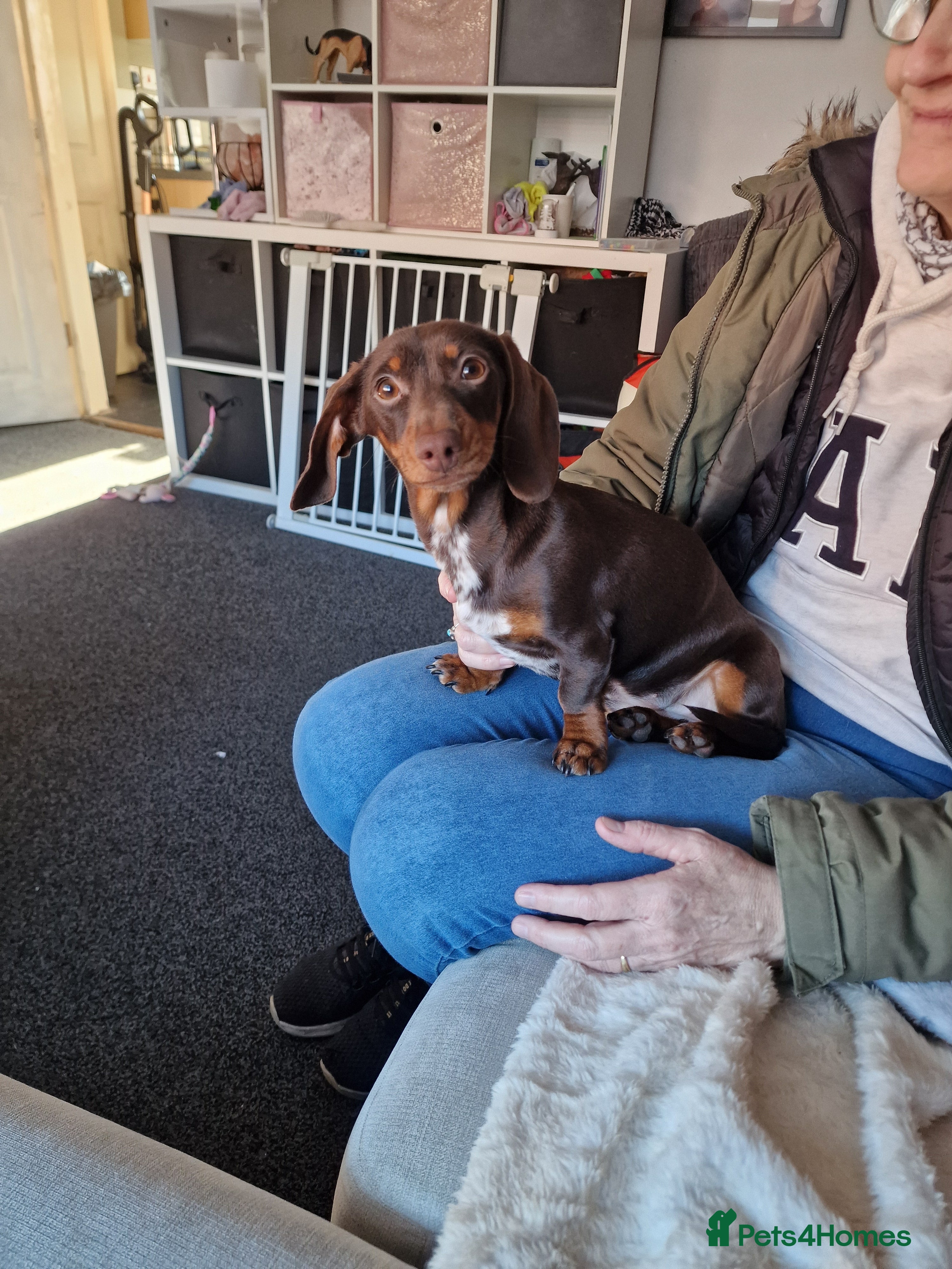Miniature Dachshund dogs Miniature dachshund for sale - Advert 10