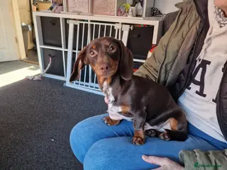 Miniature Dachshund dogs Miniature dachshund for sale - Advert 1