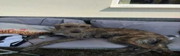 Mixed Breed dogs for sale: Deerhound x greyhound x Bedlington  - Advert 3